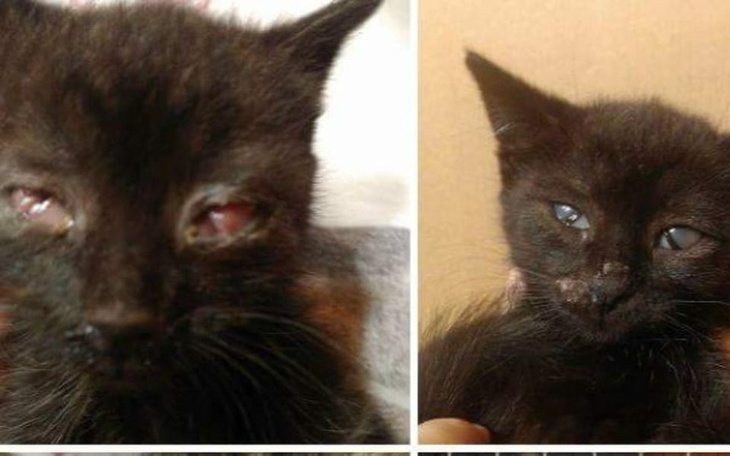 Zbiórka Tragedia kociaków z kaliciwirozą - zdjęcie główne