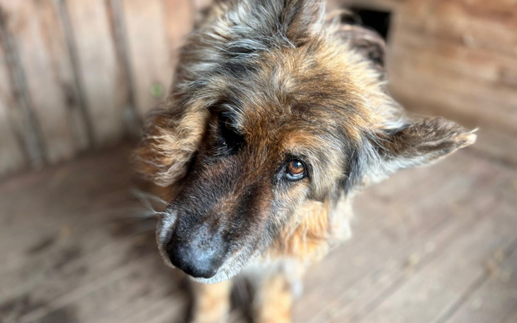 Starszy pies z wyrazem przyjaźni w oczach, siedzący w drewnianym pomieszczeniu.