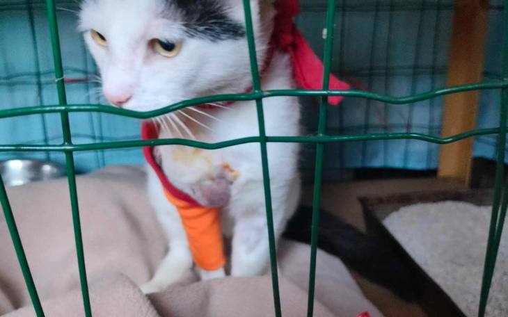 Zbiórka Operacja złamanej nóżki kotka - zdjęcie główne