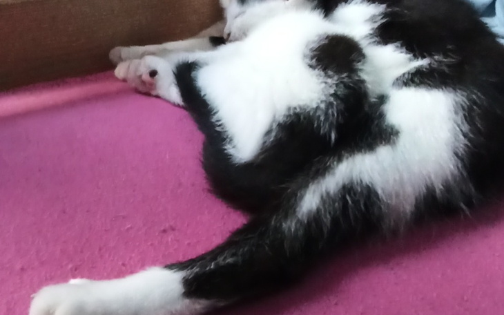 Zbiórka Rys - zdjęcie główne