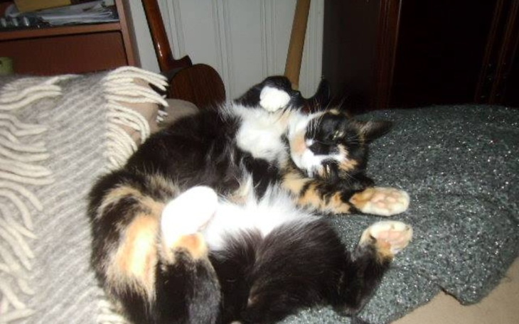 Zbiórka Moja kotka umiera, jest szansa - zdjęcie główne