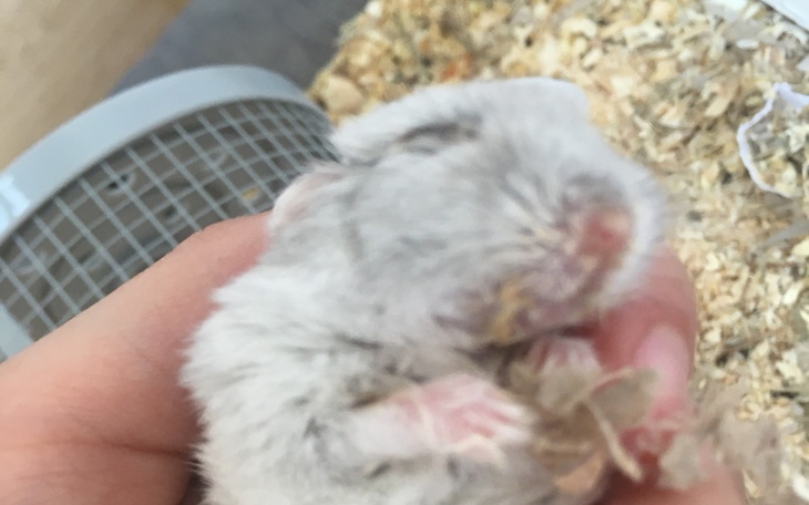 Zbiórka Weterynarz dla chomika - zdjęcie główne