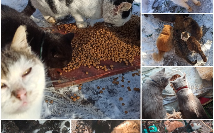 Zbiórka Pomoc dla zwierząt regionu Połta - zdjęcie główne