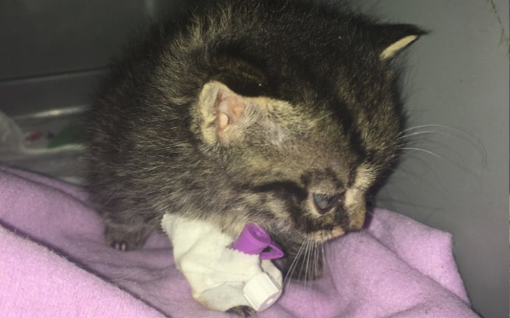 Zbiórka 280 gram kocie zbiera na leczeni - zdjęcie główne