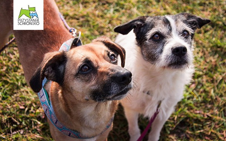 Zbiórka USG dla schroniskowego zwierzaka - zdjęcie główne