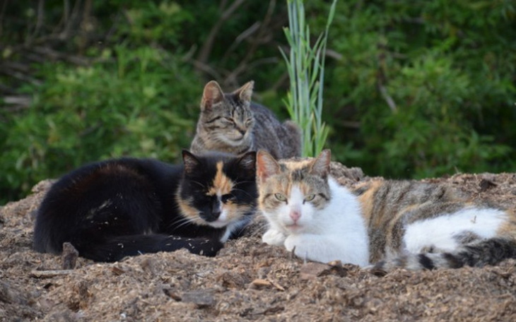 Zbiórka Prezent dla My 3, koty i psy - zdjęcie główne