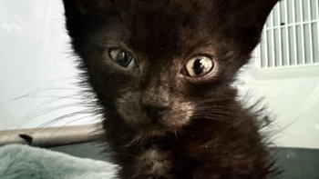 Zbiórka Została sama, walczy o życie - miniaturka zdjęcia