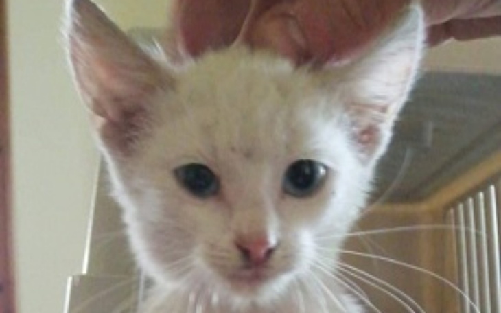 Mały biały kot z dużymi uszami trzymany przez osobę.