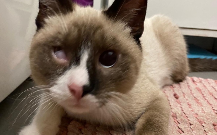 Zbiórka Ratujemy Tobiego. - zdjęcie główne