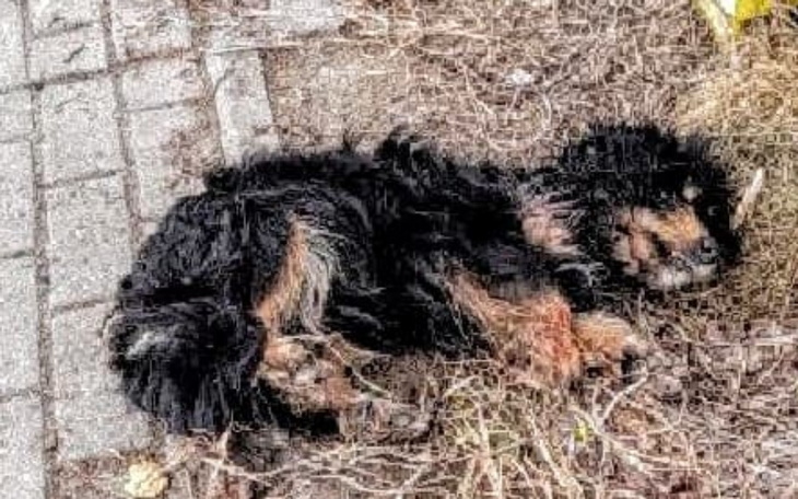 Zbiórka S.O.S. Precel, Ognik i Gniewko - zdjęcie główne