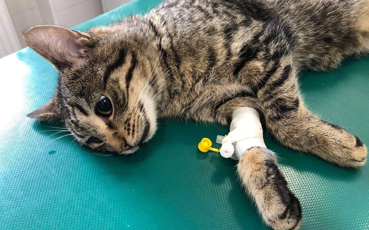 Chory kot leżący na stole w weterynarii z opatrunkiem.