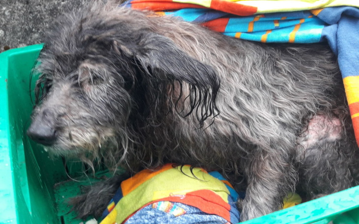 Zbiórka Jest stareńka, chcieli ją utopić - zdjęcie główne