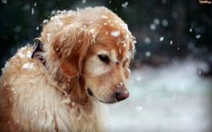 Zbiórka Zbieramy na karmę dla piesków - zdjęcie główne
