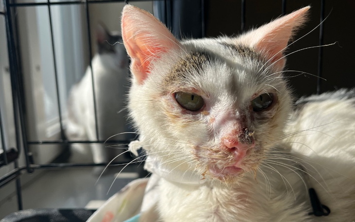 Zbiórka Na utrzymanie pomocy kociakom - zdjęcie główne