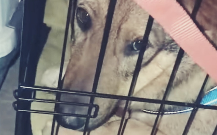 Zbiórka Na psiaki z Ukrainy - zdjęcie główne