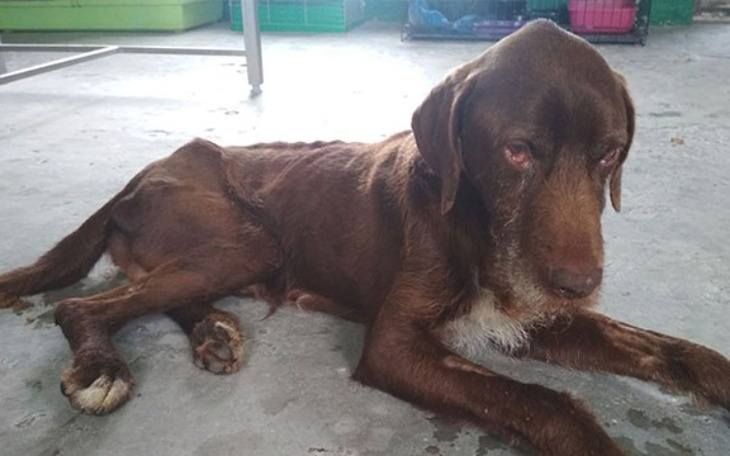 Zbiórka Ratujmy chorego Czekolada - zdjęcie główne