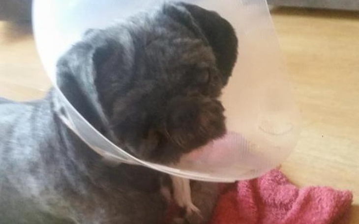 Zbiórka Oczko Ivi - zdjęcie główne