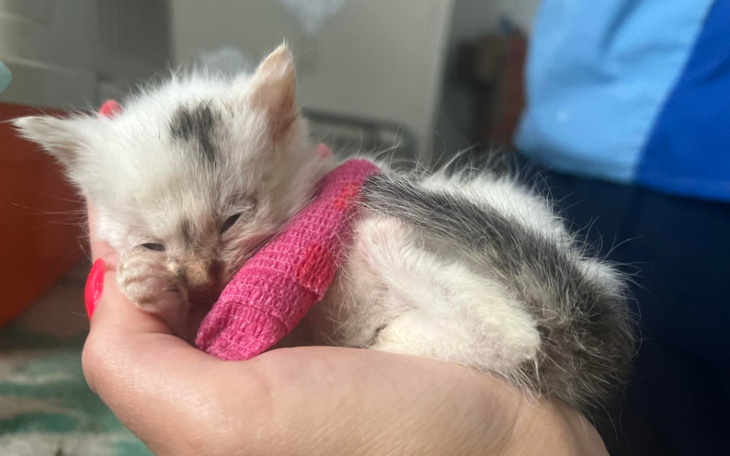 Mały kociak w rękach, owinięty w różowy bandaż.