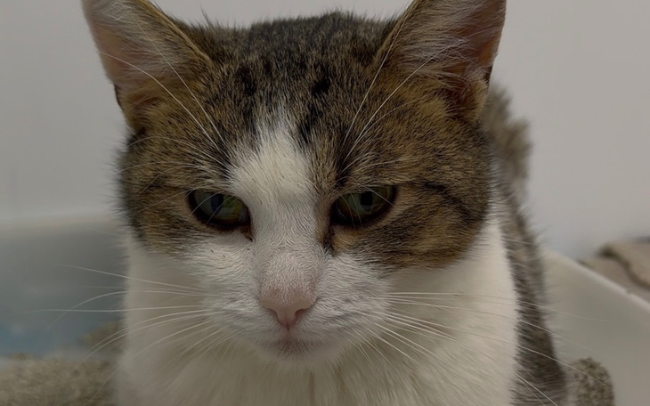 Kot z wyrazem twarzy pełnym spokoju i tajemniczości.