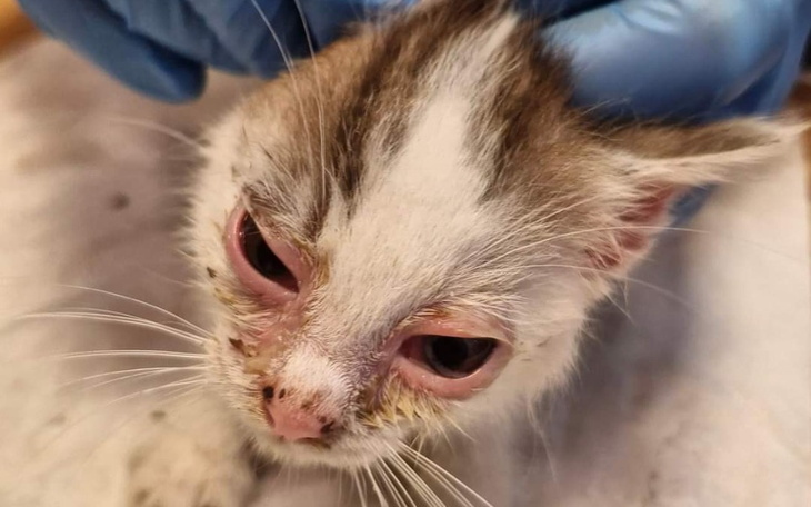 Zbiórka Na leczenie chorych maluszków - zdjęcie główne