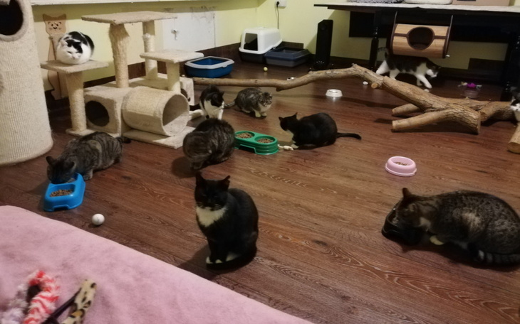 Zbiórka Na miejscówkę dla kotów - zdjęcie główne