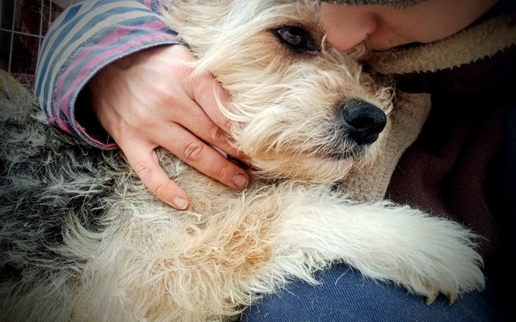 Zbiórka Start - Kącik dla psów ulicy - zdjęcie główne