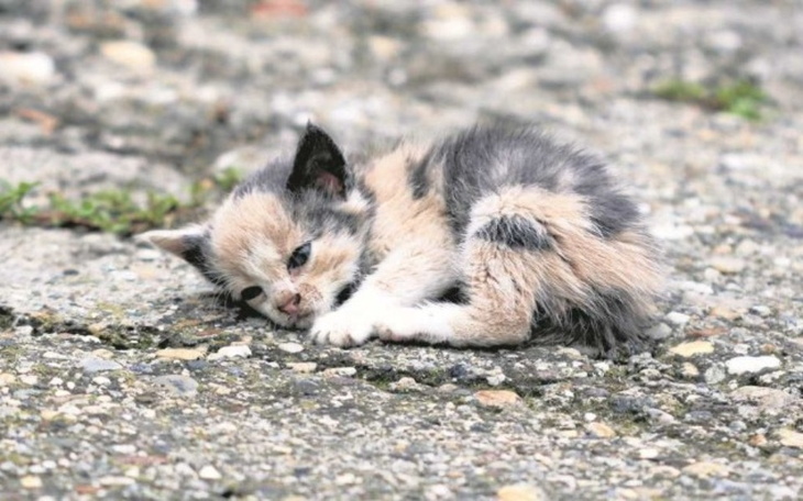 Zbiórka Pomagamy Zwierzakom Z Kołobrzegu - zdjęcie główne