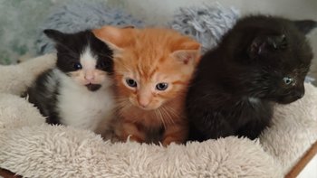 Zbiórka leczenie, opieka, adopcja - miniaturka zdjęcia