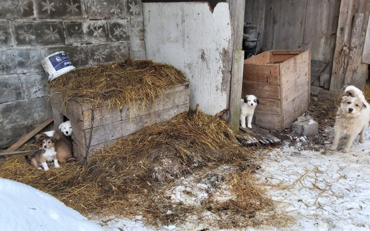 Zbiórka Pomoc dla 9 odebranych biedaków - zdjęcie główne