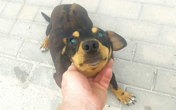 Zbiórka Uratujmy niewidomego Maksia - zdjęcie główne