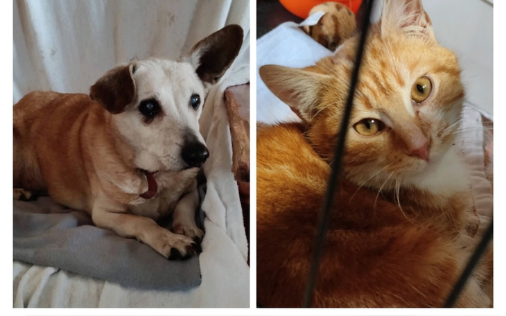 Pies i kot odpoczywający obok siebie w przytulnym miejscu.