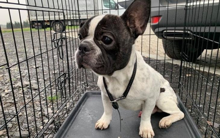 Zbiórka Ratujemy Buddę, buldoga z kojca - zdjęcie główne