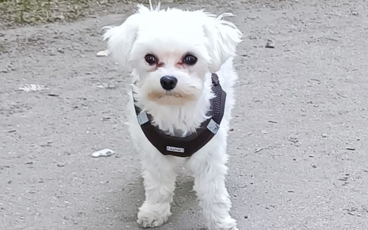 Zbiórka Pomoc dla Maksia - małego psiaka - zdjęcie główne