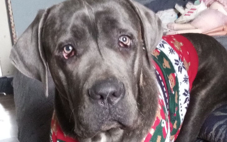 Zbiórka Na leczenie Naszego czworonoga - zdjęcie główne