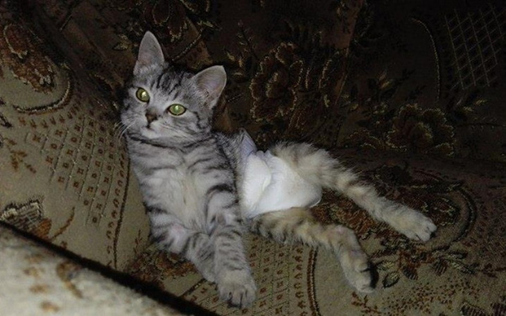 Zbiórka Nazywam się Silver, pomożesz mi? - zdjęcie główne