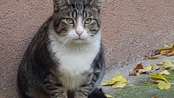 Zbiórka Nowa budka dla Stefana - miniaturka zdjęcia