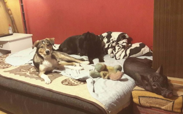 Zbiórka Pierwsze PSIE BISTRO W Łodzi :) - zdjęcie główne