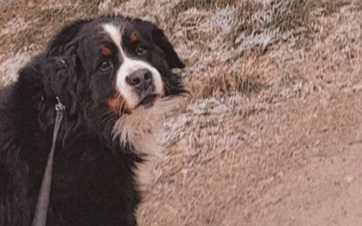 Zbiórka Potrzebuje pieniądze na pieska - zdjęcie główne