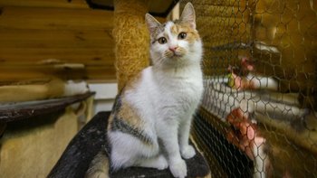 Zbiórka Sterylizacja Pola i Trixi - miniaturka zdjęcia