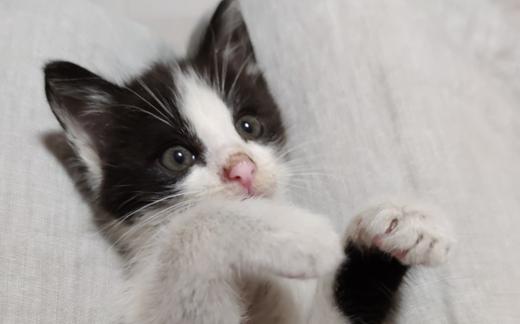 Zbiórka Issi - na wyzdrowienie - zdjęcie główne