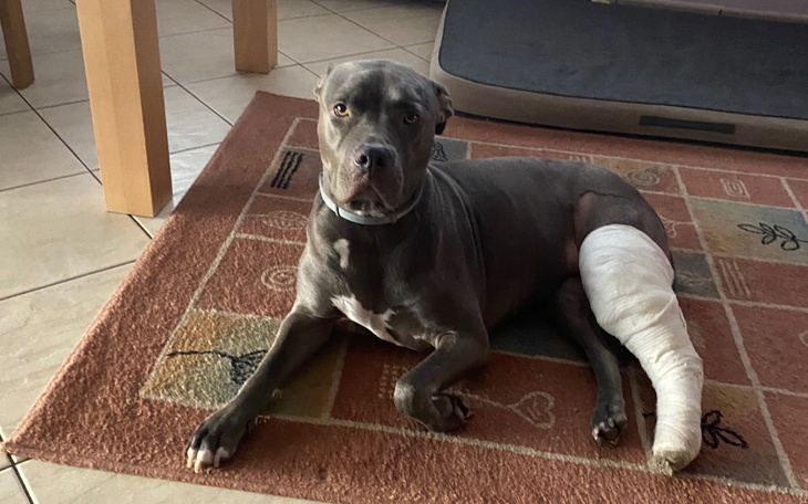 Zbiórka Zbiórka dla psa z alergią pokarm - zdjęcie główne