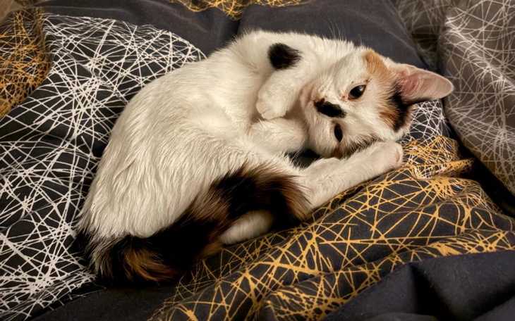 Zbiórka Ciężko chora 5 miesięczna Milka - zdjęcie główne