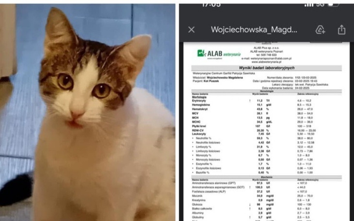Kot siedzący obok dokumentów weterynaryjnych.