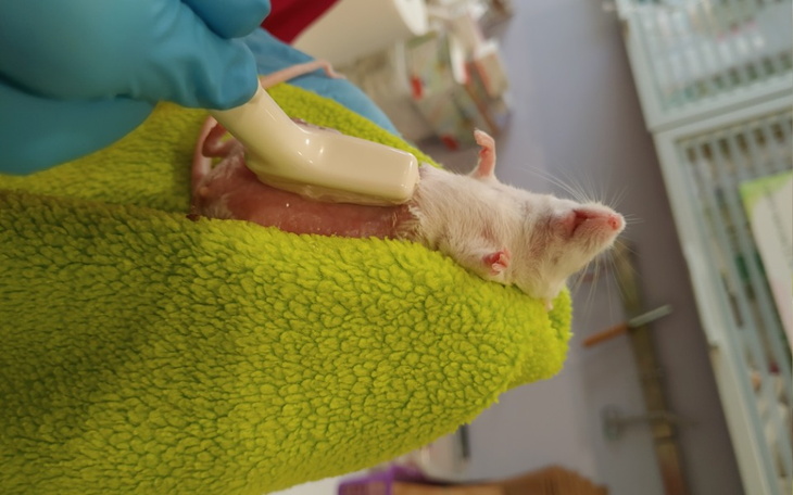 Zbiórka Ratowanie Lukrecji - zdjęcie główne