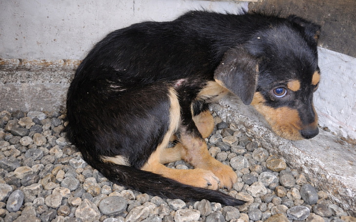 Mały szczeniak, skulony w kącie, z wystraszonym spojrzeniem.