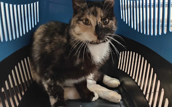 Zbiórka Ratunku niepełnosprawna kotka - zdjęcie główne