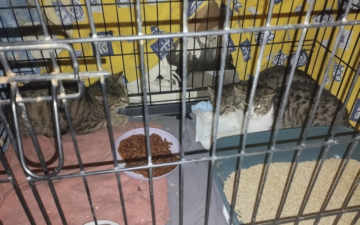 Dwa koty w klatce, jeden je, drugi odpoczywa.