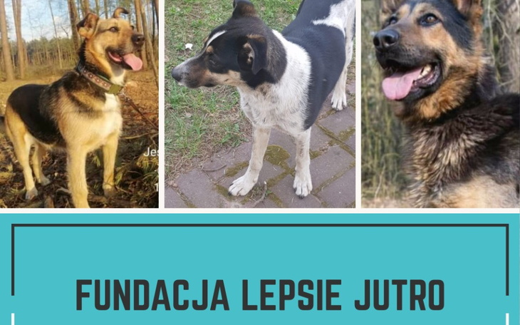 Zbiórka Utrzymanie fundacji - zdjęcie główne