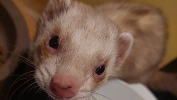 Zbiórka Fretka Inka - chemioterapia - miniaturka zdjęcia