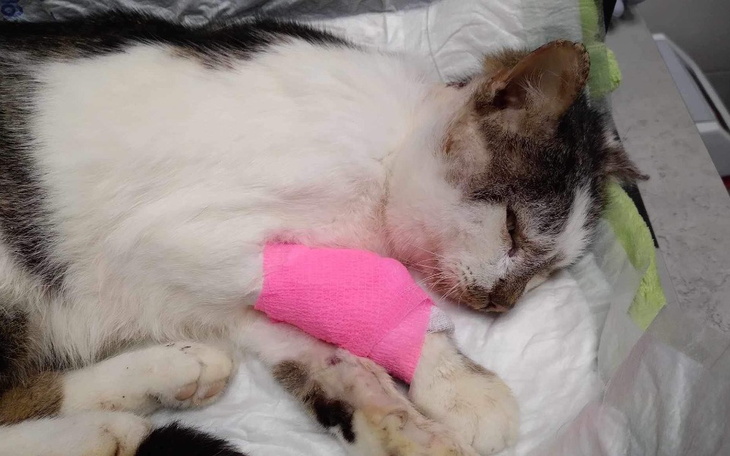 Zbiórka Na opłacenie leczenia i karmę - zdjęcie główne